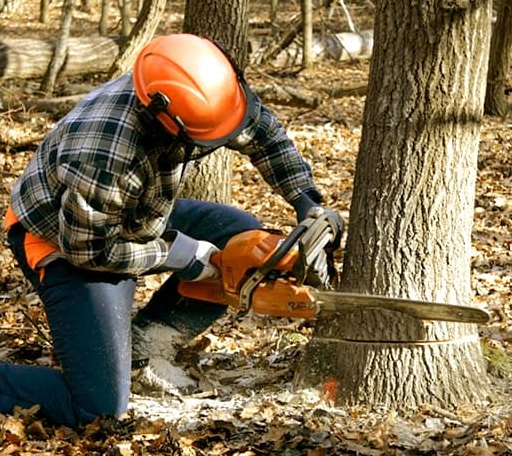 Tree Removal in Winters, CA